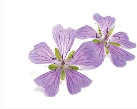 Ambesonne Geraniums Soap Dispenser Toothbrush Holder Set - 2 Pcs White Lavender