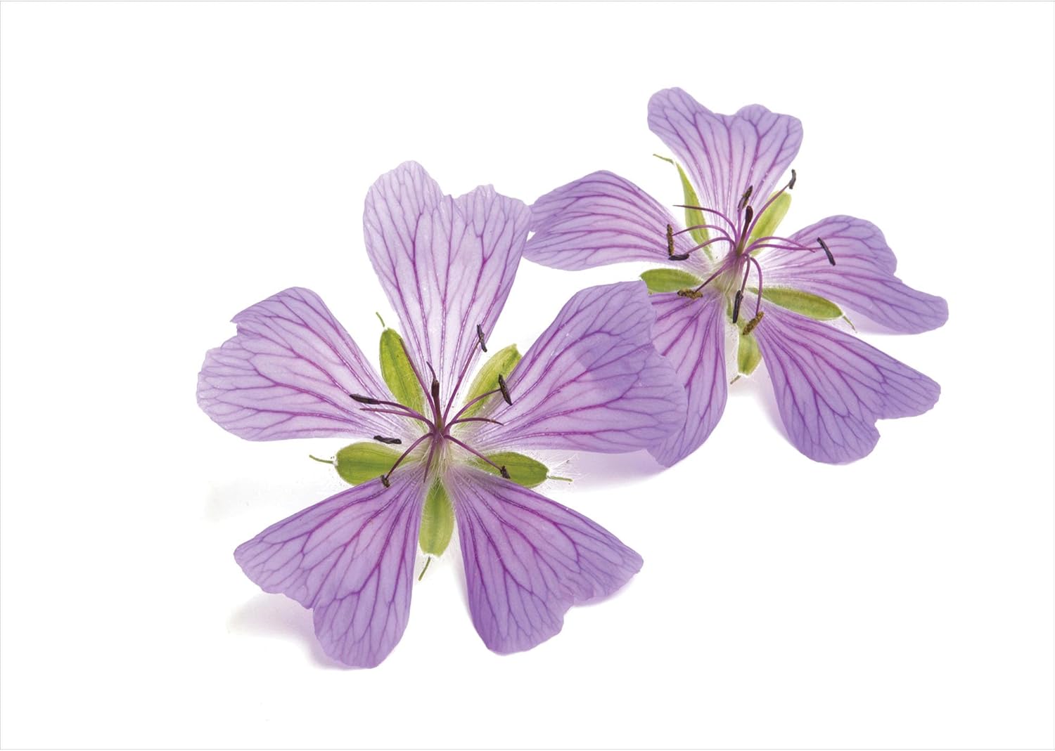 Ambesonne Geraniums Soap Dispenser Toothbrush Holder Set - 2 Pcs White Lavender