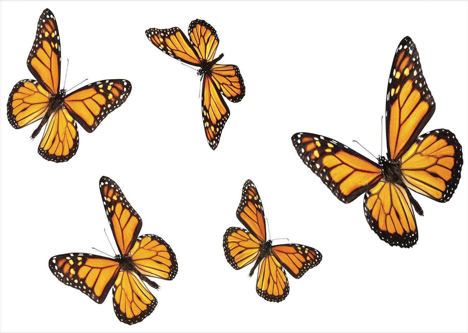 Ambesonne Butterfly Soap Dispenser Toothbrush Holder Set Earth Yellow Orange